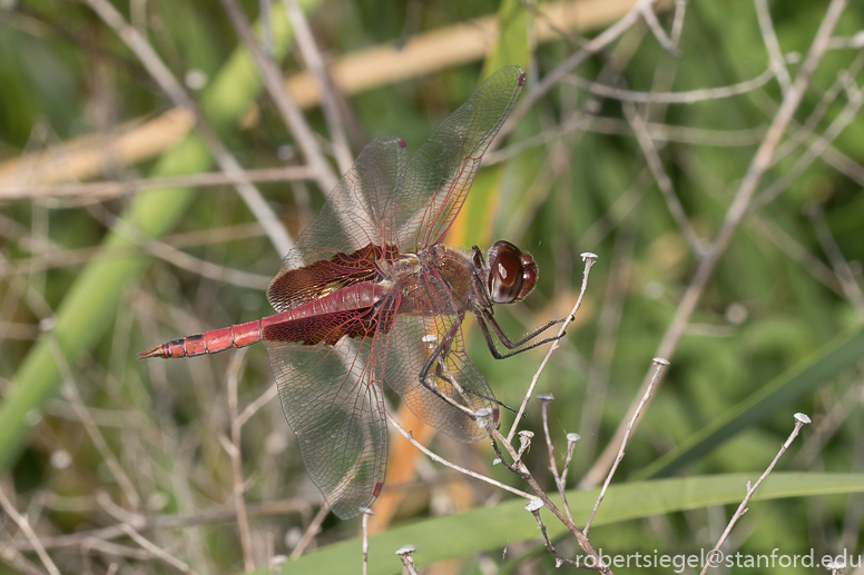 emily renzel wetlands